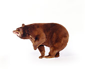 BEA 01 RK0001 01
Brown Bear Standing Growling On White Seamless