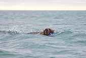 BEA 01 SK0001 01
Brown Bear Swimming In Sea