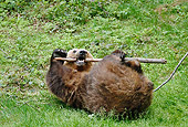 BEA 01 WF0001 01
European Brown Bear Rolling On Back Playing With Stick