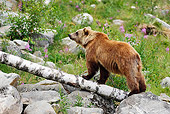 BEA 01 WF0003 01
European Brown Bear Standing On Birch Log In Forest