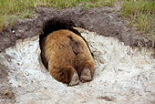 BEA 01 WF0005 01
European Brown Bear Looking Into Den