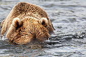 BEA 01 WF0009 01
Brown Bear Watching For Salmon Underwater
