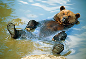 BEA 01 WF0010 01
Brown Bear Floating On Back In Water