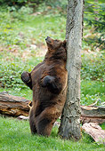BEA 01 WF0011 01
Brown Bear Scratching Back On Tree Trunk