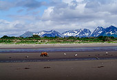 BEA 01 LS0001 01
Brown Bear Digging For Clams On Tidal Flats Katmai National Park Alaska