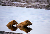 BEA 01 NE0002 01
Two Young Alaskan Brown Bears Fishing For Salmon In River Alaska
