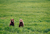 BEA 01 NE0003 01
Two Alaskan Brown Bear Cubs Standing On Hind Legs On Alert In Field Alaska