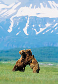BEA 01 NE0005 01
Two Alaskan Brown Bears Fighting In Field By Mountains Alaska
