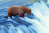 BEA 01 NE0006 01
Alaskan Brown Bear Fishing For Salmon At River Rapids Alaska