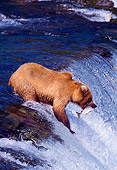BEA 01 NE0007 01
Alaskan Brown Bear Fishing For Salmon At River Rapids Alaska