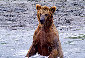 BEA 01 NE0010 01
Young Alaskan Brown Bear Fishing For Salmon At River Rapids Alaska