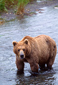 BEA 01 NE0011 01
Alaskan Brown Bear Standing In River Alaska
