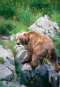BEA 01 NE0012 01
Alaskan Brown Bear Climbing Out Of River With Salmon Alaska