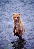 BEA 01 NE0013 01
Alaskan Brown Bear Cub Wading In River Alaska