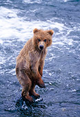 BEA 01 NE0014 01
Alaskan Brown Bear Cub Wading In River Alaska