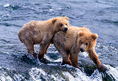 BEA 01 NE0015 01
Two Alaskan Brown Bear Cubs Wading In River Alaska