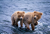 BEA 01 NE0016 01
Two Alaskan Brown Bear Cubs Wading In River Alaska