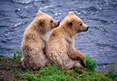 BEA 01 NE0017 01
Two Alaskan Brown Bear Cubs Sitting On Riverbank Alaska