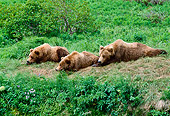 BEA 01 NE0018 01
Alaskan Brown Bear Sow And Two Cubs Resting On Grassy Slope Alaska
