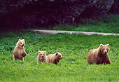 BEA 01 NE0019 01
Alaskan Brown Bear Sow And Three Cubs Feeding On Sedges Alaska