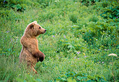 BEA 01 NE0020 01
Alaskan Brown Bear Cub Standing In Sedges Alaska