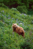 BEA 01 NE0022 01
Alaskan Brown Bear Standing On Hillside Alaska