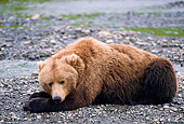 BEA 01 NE0023 01
Alaskan Brown Bear Resting On Gravel Bar In River Alaska