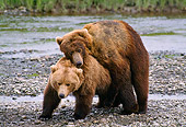 BEA 01 NE0024 01
Alaskan Brown Bears Mating Alaska