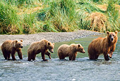 BEA 01 NE0025 01
Alaskan Brown Bear Sow And Three Cubs Clamming Alaska