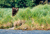 BEA 01 NE0026 01
Alaskan Brown Bear Cubs Standing In Tall Grass Along River Alaska