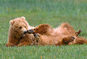 BEA 01 NE0028 01
Alaskan Brown Bear Cubs Resting In Field Alaska