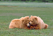 BEA 01 NE0029 01
Alaskan Brown Bear Cubs Resting In Field Alaska