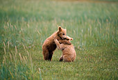 BEA 01 NE0032 01
Alaskan Brown Bear Cubs Playing In Field Alaska
