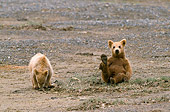BEA 01 NE0035 01
Alaskan Brown Bear Cubs Playing On Dirt Alaska