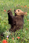 BEA 01 NE0037 01
Captive Alaskan Brown Bear Cub Playing In Field