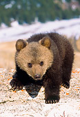 BEA 01 NE0040 01
Captive Alaskan Brown Bear Cub Climbing On Rocks By Snow