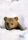 BEA 01 NE0041 01
Captive Alaskan Brown Bear Cub Playing In Snow