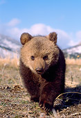 BEA 01 NE0042 01
Captive Alaskan Brown Bear Cub Approaching Camera In Field