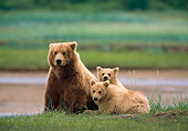 BEA 01 NE0043 01
Alaskan Brown Bear Sow And Two Cubs Sitting In Field Alaska