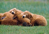 BEA 01 NE0045 01
Two Alaskan Brown Bear Cubs Resting Against Mother In Field Alaska