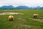 BEA 01 NE0046 01
Alaskan Brown Bear Sow And Two Cubs Standing In Field By Mountains Alaska