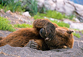 BEA 01 NE0049 01
Alaskan Brown Bear Male Covering Eyes Resting In Daybed On Beach Alaska