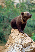BEA 02 GL0001 01
Portrait Of Brown Bear Cub Sitting On Rock