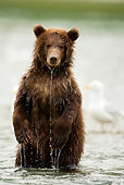 BEA 02 MC0001 01
Grizzly Bear Cub Standing Upright In River