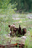 BEA 02 MC0002 01
Grizzly Bear Cub Rolling On Back In Grass
