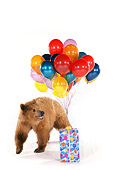 BEA 02 RK0034 03
Kodiak Cub On Seamless With Balloons And Present Studio