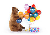 BEA 02 RK0034 24
Kodiak Cub On Seamless With Balloons And Present Studio