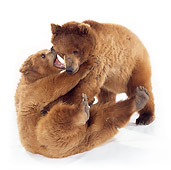 BEA 02 RK0042 08
Kodiak Cubs Playing On White Seamless Studio