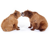 BEA 02 RK0043 06
Kodiak Cubs Kissing On White Seamless Studio
