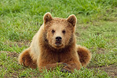 BEA 02 WF0001 01
European Brown Bear Cub Laying In Meadow